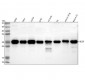 Anti-HB EGF Rabbit Monoclonal Antibody