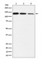 Anti-POLD1 Rabbit Monoclonal Antibody