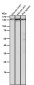 Anti-POLD1 Rabbit Monoclonal Antibody