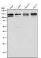 Anti-POLD1 Rabbit Monoclonal Antibody