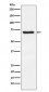 Anti-Dkk3 Rabbit Monoclonal Antibody