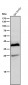 Anti-AKR1C3 Rabbit Monoclonal Antibody