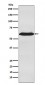 Anti-U2AF65 Rabbit Monoclonal Antibody