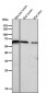 Anti-U2AF65 Rabbit Monoclonal Antibody