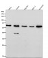 Anti-U2AF65 Rabbit Monoclonal Antibody