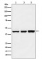 Anti-PRMT6 Rabbit Monoclonal Antibody