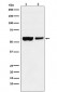 Anti-USP22 Rabbit Monoclonal Antibody