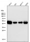 Anti-NEK2 Rabbit Monoclonal Antibody