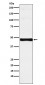 Anti-IRF-9 Rabbit Monoclonal Antibody