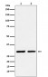 Anti-Dlx5 Rabbit Monoclonal Antibody