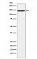 Anti-CNTN2 / TAG1 Rabbit Monoclonal Antibody