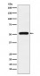 Anti-TAB1 Rabbit Monoclonal Antibody