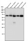 Anti-Monoamine Oxidase A Rabbit Monoclonal Antibody