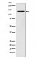 Anti-PCB Rabbit Monoclonal Antibody