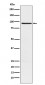 Anti-RAP1GAP Rabbit Monoclonal Antibody