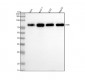 Anti-HSF1 Rabbit Monoclonal Antibody