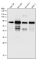 Anti-SQSTM1 / p62 Rabbit Monoclonal Antibody