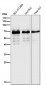 Anti-SQSTM1 / p62 Rabbit Monoclonal Antibody