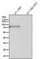 Anti-MCM7 Rabbit Monoclonal Antibody