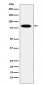 Anti-MCM7 Rabbit Monoclonal Antibody