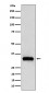 Anti-NDUFAF1 Rabbit Monoclonal Antibody