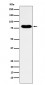 Anti-GTPBP4 Rabbit Monoclonal Antibody