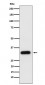 Anti-Apolipoprotein F Rabbit Monoclonal Antibody