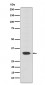 Anti-Otx2 Rabbit Monoclonal Antibody