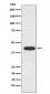 Anti-PCYT1A Rabbit Monoclonal Antibody