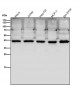 Anti-PCYT1A Rabbit Monoclonal Antibody