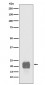 Anti-Cripto1 Rabbit Monoclonal Antibody