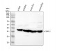 Anti-FBP1 Rabbit Monoclonal Antibody