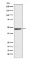 Anti-ENTPD5 Rabbit Monoclonal Antibody