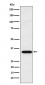 Anti-APRIL Rabbit Monoclonal Antibody