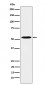 Anti-PKA R2 Rabbit Monoclonal Antibody