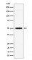 Anti-GPA33 Rabbit Monoclonal Antibody