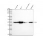 Anti-CD16 Rabbit Monoclonal Antibody