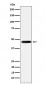 Anti-CD16 Rabbit Monoclonal Antibody