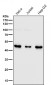 Anti-CD16 Rabbit Monoclonal Antibody