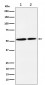 Anti-NRG3 Rabbit Monoclonal Antibody