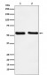 Anti-KLF10 Rabbit Monoclonal Antibody