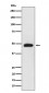 Anti-NeuroD2 Rabbit Monoclonal Antibody