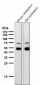 Anti-NeuroD2 Rabbit Monoclonal Antibody