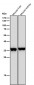 Anti-FBP1 Rabbit Monoclonal Antibody