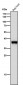 Anti-FBP1 Rabbit Monoclonal Antibody