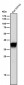 Anti-FBP1 Rabbit Monoclonal Antibody