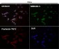 Anti-Lamin A/C Rabbit Monoclonal Antibody