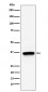 Anti-TIMM50 Rabbit Monoclonal Antibody