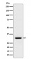 Anti-BCL2L12 Rabbit Monoclonal Antibody