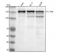 Anti-Phospho-Met (c-Met) (Y1349) Rabbit Monoclonal Antibody